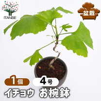 楽天市場】盆栽 イチョウの通販