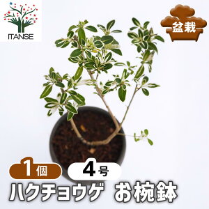 ySSԑSi10OFFz nN`EQ o y ~ 4^1 z    _  gsA[ ~j~ AJl  ANZg  Serissa japonica ԕc Ԃ̕c