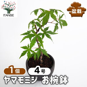 ySSԑSi10OFFz }~W o y ~ 4^1 z ڂ񂳂 bonsai A c c A A nA A x_ K[fjO Ԓd 뉀 v[g j