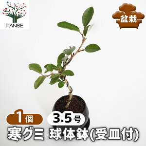 ySSԑSi10OFFz O~ ̔(Mt) y ~ 3.5^1 z ڂ񂳂 bonsai A c c A A nA A x_ K[fjO Ԓd 뉀 v[g j