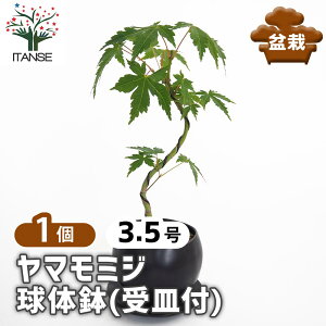 yz }~W ̔(Mt) y ~ 3.5^1 z ڂ񂳂 bonsai A c c A A nA A x_ K[fjO Ԓd 뉀 v[g j