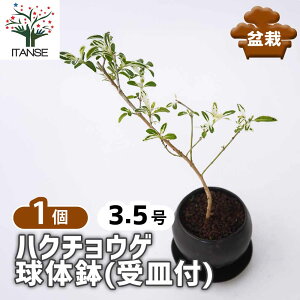yz nN`EQ ̔(Mt) y ~ 3.5^1 z    _  gsA[ ~j~ AJl  ANZg  Serissa japonica ԕc Ԃ̕c