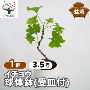 yz C`E ̔(Mt) y ~ 3.5^1 z ڂ񂳂 bonsai A c c A A nA A x_ K[fjO Ԓd 뉀 v[g j