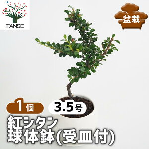ySSԑSi10OFFz gV^ ̔(Mt) y ~ 3.5^1 z ڂ񂳂 bonsai A c c A A nA A x_ K[fjO Ԓd 뉀 v[g j