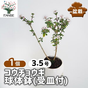 ySSԑSi10OFFz RE`EM ̔(Mt) y ~ 3.5^1 z ڂ񂳂 bonsai A c c A A nA A x_ K[fjO Ԓd 뉀 v[g j