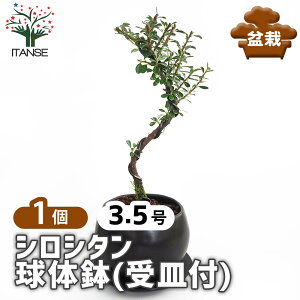 yz VV^ ̔(Mt) y ~ 3.5^1 z ڂ񂳂 bonsai A c c A A nA A x_ K[fjO Ԓd 뉀 v[g j