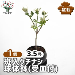 ySSԑSi10OFFz N`iV ̔(Mt) y ~ 3.5^1 z ڂ񂳂 bonsai A c c A A nA A x_ K[fjO Ԓd 뉀 v[g j