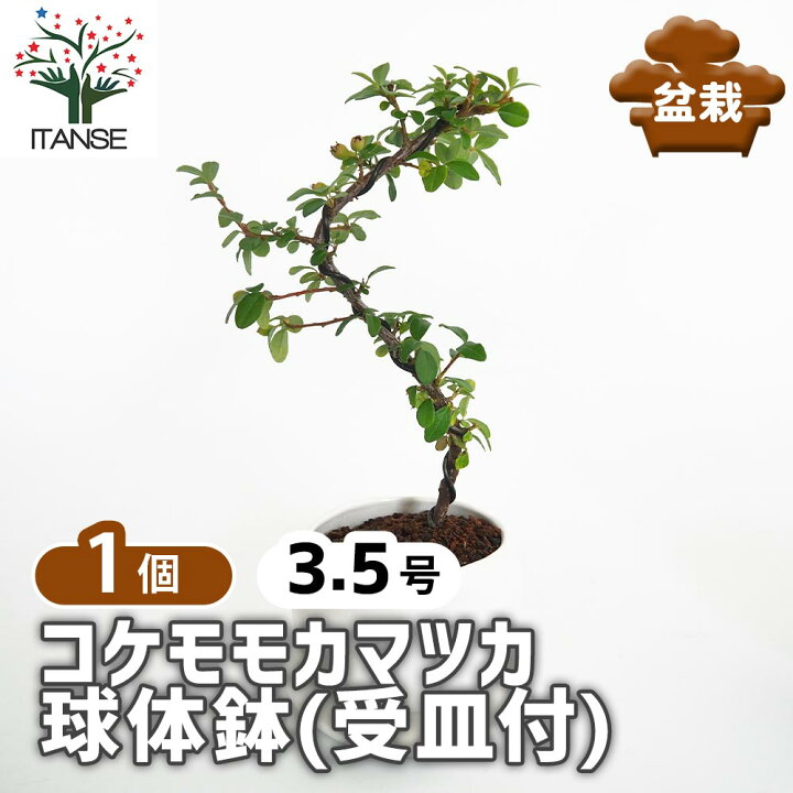 楽天市場】【送料無料】 コケモモカマツカ 球体鉢(受皿付) 【 盆栽 3.5 