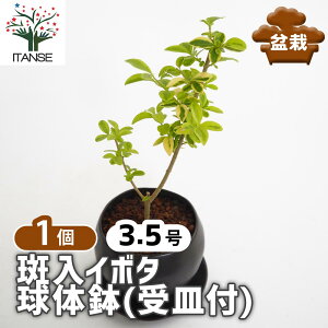 ySSԑSi10OFFz C{^ ̔(Mt) y ~ 3.5^1 z ڂ񂳂 bonsai A c c A A nA A x_ K[fjO Ԓd 뉀 v[g j
