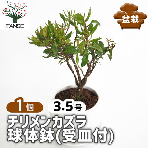 yz `JY ̔(Mt) y ~ 3.5^1 z ڂ񂳂 bonsai A c c A A nA A x_ K[fjO Ԓd 뉀 v[g j
