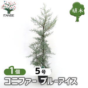 yz Rjt@[ u[ACX y  5^1 z  jt NX}Xc[ɂANX}X[XƂĂgp܂