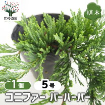 楽天市場】針葉樹（花・ガーデン・DIY）の通販