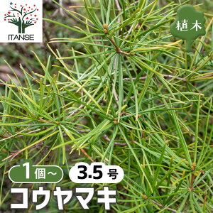 yz RE}L y  3.5 z ܂ 얊 Japanese umbrella pine m뉀  ܂ڂ jt Z V{c[ LO  o [ o z