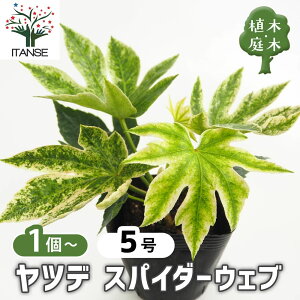yz cf XpC_[ y  3.5 z A   cf cMV{ atsia japonica spp. eOmE` V̂