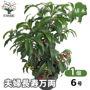 �y���������z ���� �v�w�������� �y ��� 6���^1���� �z �����c �����̕c ���N�� ���N�� ��� �A�� �Ԗ� ���� �Ϗܗp �Ϗ܉��l �����Ȃ�