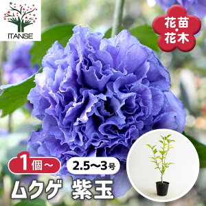 露地苗 ムクゲ 赤一重 ムクゲの花の通販 の価格比較ならビカム