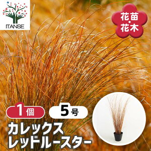 �y���������z �J���b�N�X ���b�h���[�X�^�[ �y �ԕc 5���^1���� �z �J���[���[�t ���̕c �� �c ���[�t �J���b�N�X Carex oshimensis �J���c���O�T