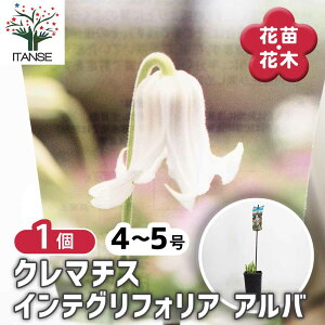�y���������z �N���}�`�X �C���e�O���t�H���A �A���o �y �ԕc 4���^1���� �z �Ԃ̕c �Ԗ؂̕c �Ԗ� ���� �J�U�O���} �S�� �e�b�Z��
