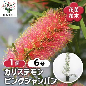 【送料無料】 カリステモン ピンクシャンパン 《 花木苗 6号／1個売り 》 カリステモン ブラシの木 ブラシノキ 金宝樹 キンポウジュ ボトルブラッシュ 花槇 ハナマキ 花苗