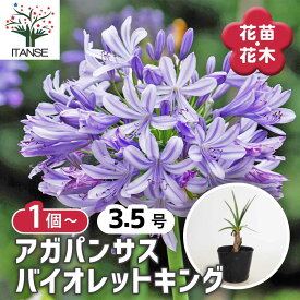 【送料無料】 アガパンサス バイオレットキング 【 花苗 3.5号 】 花の苗 ユリ 紫君子蘭 ガーデニング