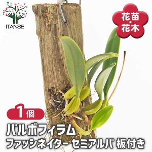 �y���������z �m���� �o���{�t�B���� �t�@�b�V�l�C�^�[ �Z�~�A���o�t�� �y �ԕc �^1���� �z �I�V���� ���� �ӏ� �Ϗ� �I�t�B�X ���r���O ���� �� ���� �� �� ���S�� ���A��