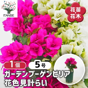 苗 ブーゲンビリア」の人気商品一覧・価格比較 - 価格.com