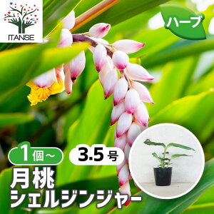 �y���������z���� ( �Q�b�g�E ) �V�F���W���W���[ �n�[�u�̕c 12cm�|�b�g �n�[�u�̕c ���� �Q�b�g�E �V�F���W���W���[ �n�i�\�E�J �T���j�� �T�j�� Alpinia zerumbet �������� ���[