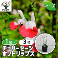【送料無料】チェリーセージ ホットリップス ハーブの苗 9cmポット 宿根草 丈夫 暑さに強い 育てやすい …