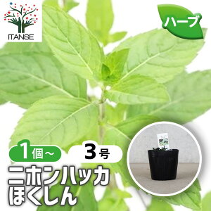 �y�}���\����P5�{�z�j�z���n�b�J �ق����� 3�Z�b�g �n�[�u�̕c 9cm�|�b�g �����n�[�u ���{�̃n�[�u �a��n�b�J �n�[�u�e�B�[ ������ �K�[�f�j���O �������� ���[