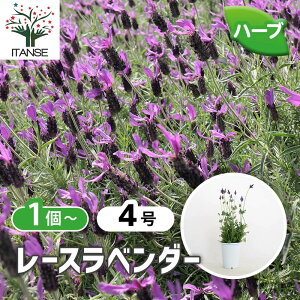 �y���������z ���[�X���x���_�[ �y �n�[�u�̕c 4�� �z �n�[�u�̕c �c �n�[�u�c �n�[�u herb ��A�� ���A�� ���A �v�����^�[ �O�����h�J�o�[ �O���E���h�J�o�[ ���b�N�K�[�f�� �|�v�� �n�[�u�e
