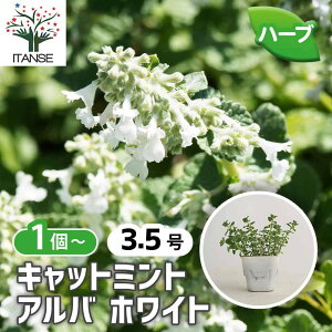 �y���������z �L���b�g�~���g �A���o(�z���C�g) �y �n�[�u�̕c 3.5�� �z �l�y�^ �C�k�n�b�J �ϊ��� �n�[�u �n�[�u�̕c �ԕc �Ԃ̕c ��v �K�[�f�j���O