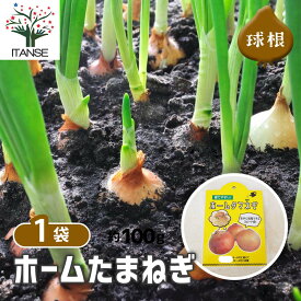 【送料無料】ホームたまねぎ 種球根 ネット詰め野菜球根 充填時80g 1袋 ホームタマネギ種 ホームタマネギ球根 ホーム玉ねぎ球根 ホーム玉ねぎ種 家庭菜園 初心者 簡単 苗 裸球 株 家庭菜園 プランター 鉢植え ベランダ菜園 玉葱 送料無料 即納