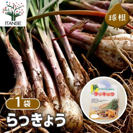 【送料無料】らっきょう 種球根 ネット詰め野菜球根 充填時150g 1袋 らっきょう種 らっきょう球根 ラッキョウ種 ラッキョウ球根 家庭菜園 初心者 簡単 苗 裸球 株 家庭菜園 ガーデニング プランター 鉢植え ベランダ菜園 薤 辣韭 送料無料 即納