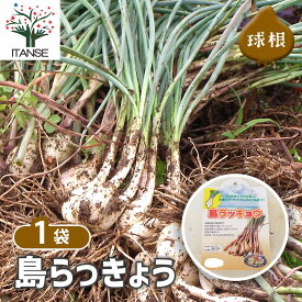 【送料無料】島らっきょう らっきょう種球根 野菜の苗 ネット詰め野菜球根 充填時100g 1袋 1個売り 国産 種球 種球根 らっきょう種 らっきょう球根 ラッキョウ球根 ラッキョウ種 らっきょ種 らっきょ球根 送料無料 即納