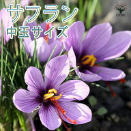 【送料無料】サフラン 中玉サイズ 花球根 裸球 ( 球周：約10〜11cm ) お買い得セット 番紅花 ( ばんこう…