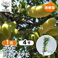 【送料無料】アケビの苗木 バナナアケビ 果樹苗 挿木 4号 1個 アケビ苗 アケビの苗 あけび苗 あけびの苗…