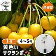 【送料無料】さくらんぼの苗木 黄色いサクランボ 果樹苗 接木 4〜5号 1個 さくらんぼ苗 さくらんぼの苗 …