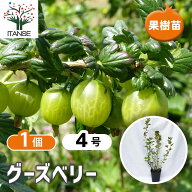 【送料無料】グーズベリーの苗木 果樹苗 挿木 4号 1個 グーズベリー苗 グーズベリーの苗 セイヨウスグリ …