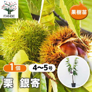 種 栗 苗木 の人気商品一覧・価格比較 - 価格 com