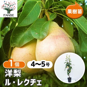 �y���������z�m���̕c�� �� ���N�`�F �ʎ��c �ږ� 4�`5�� 1�� �m���c �m���̕c �m���̖� �m���̕c�� �m���c�� �i�V�̕c �Ȃ��̕c �i�V�̕c�� �Z�C���E�i�V ���m�� ��A�� �v�����^�[ �Ԗ� �A