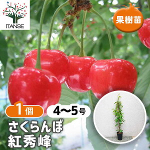�y���������z�������ڂ̕c�� �g�G�� �ʎ��c 4�`5�� �ږ� 1���� �������ڕc �������ڂ̕c �T�N�����{�c �T�N�����{�̕c�� �`�F���[�̕c �����_ �V���{���c���[ �L�O�� �������� ���[