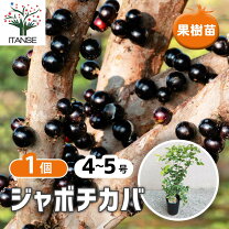 楽天市場】ジャボチカバ 大葉の通販