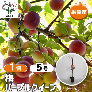 �y���������z �~�̕c�� �p�[�v���N�C�[�� �y �ʎ��̕c�� 5���^1���� �z �~�c ���߂̕c ���ߕc �~�̕c�� �ȒP�͔| �K�[�f�j���O �ƒ�؉� �~�� �~����