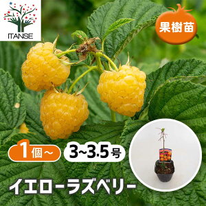 �y�}���\����P5�{�z �C�G���[���Y�x���[ �y �ʎ��̕c 3.5�� �z �x���[�n ���Y�x���[�c ���Y�x���[ ��� �؂����� �؃C�`�S �L�C�`�S raspberry rubus ���Y�x���[���[�t�e�B�[ �K�[�f�j���O �ƒ��