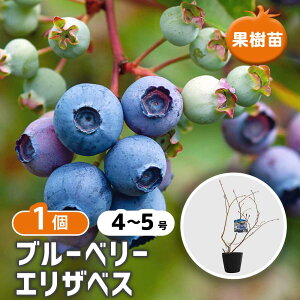 �y���������z �u���[�x���[ �G���U�x�X �y �ʎ��̕c�� 4���^1���� �z �ʎ� �ʎ��c �ʎ��̕c �t���[�c �ʕ� �x���[