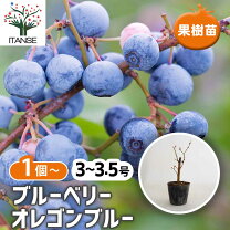 楽天市場】ブルーベリー 苗 オニール 2年 接ぎ木の通販