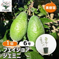 【送料無料】 フェイジョア ジェミニ 【 果樹の苗木 6号／1個売り 】 果樹苗 果樹の苗木 果樹の木 フルー…