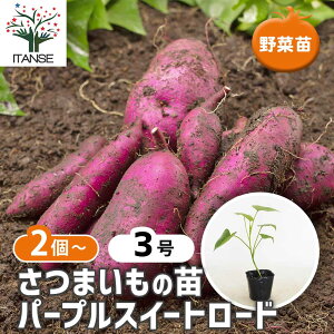 苗 さつまいも パープルスイートロード」の人気商品一覧 | 安い商品を