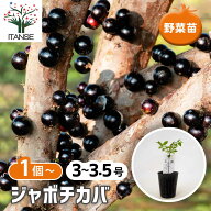 【送料無料】 ジャボチカバの苗木 【 果樹の苗 3号 】 熱帯果樹 ジャボチカバ苗 じゃぼちかば苗 フトモモ…