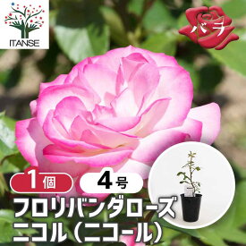 【マラソン期間P5倍】 薔薇 ニコル(ニコール) 接木 【 花木苗 4号／1個売り 】 バラ苗 バラの苗 薔薇苗 薔薇の苗 花苗 花の苗 ばら ローズ Rosa ベランダ栽培 rosegarden